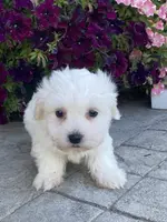 processed/b2119197-3f9a-4f63-9280-386020e49502/listing/4ff83fe6-976a-4175-839e-d9c87729fb87/50dbfdc4-9660-46b3-b11f-20b9a789bf31