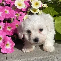 Clifford, a male Coton de Tulear for sale in Seneca Falls, NY – Photo 3 of 6