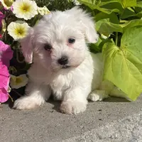 Clifford, a male Coton de Tulear for sale in Seneca Falls, NY – Photo 1 of 6