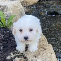 Clifford, a male Coton de Tulear for sale in Seneca Falls, NY – Photo 5 of 6