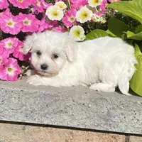 Clifford, a male Coton de Tulear for sale in Seneca Falls, NY – Photo 6 of 6