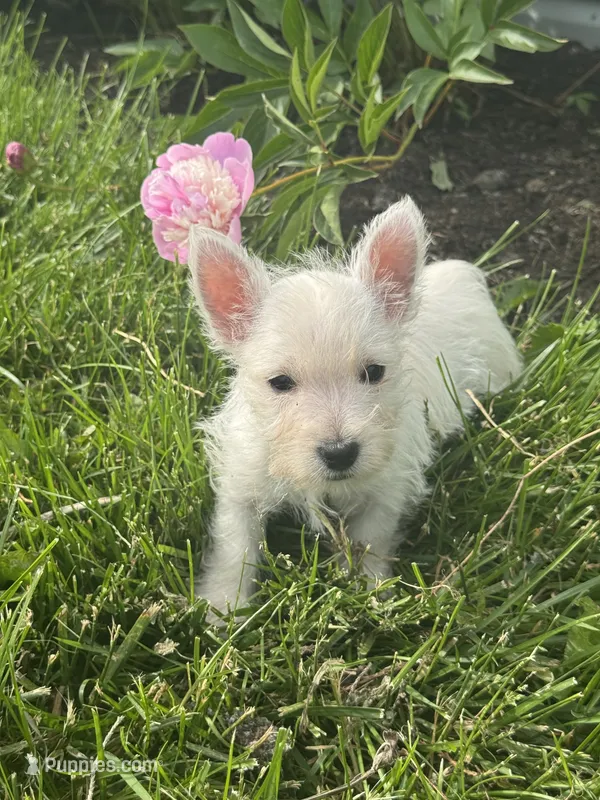 Wanda – West Highland White Terrier puppy for sale in Seneca Falls, NY