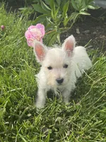 Wanda, a female West Highland White Terrier for sale in Seneca Falls, NY – 1 of 5
