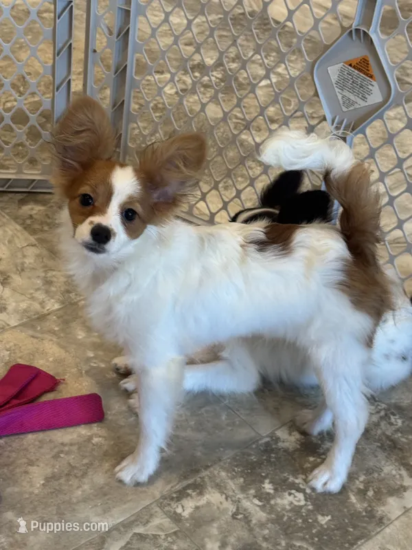 Rusty  – Papillon puppy for sale in Seneca Falls, NY