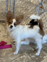 Champion line Rusty , a male Papillon for sale in Seneca Falls, NY – 1 of 10