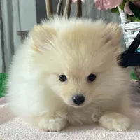 Pete, a male Pomeranian for sale in Seneca Falls, NY – Photo 2 of 6