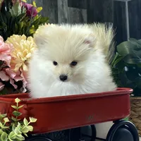 Pete, a male Pomeranian for sale in Seneca Falls, NY – Photo 1 of 6