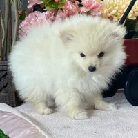 Pete, a male Pomeranian for sale in Seneca Falls, NY – Photo 5 of 6