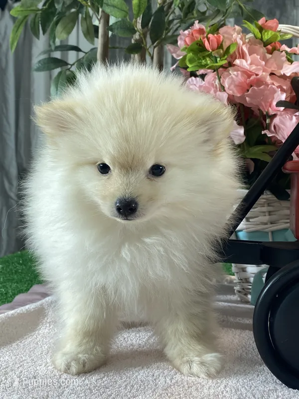 Pete – Pomeranian puppy for sale in Seneca Falls, NY