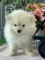 processed/b2119197-3f9a-4f63-9280-386020e49502/listing/5064ca4f-d720-45b6-a95b-3ef3b29bdaba/8475ec3b-4aa9-4fbe-bbef-3d780cb54401