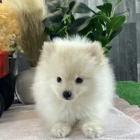 Pete, a male Pomeranian for sale in Seneca Falls, NY – Photo 3 of 6