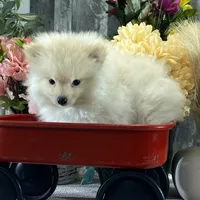 Pete, a male Pomeranian for sale in Seneca Falls, NY – Photo 6 of 6