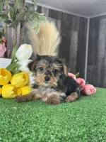 Yanita, a female Yorkshire Terrier for sale in Seneca Falls, NY – 2 of 6