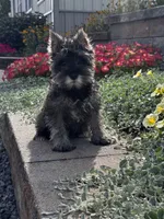 Khloe, a female Miniature Schnauzer for sale in Seneca Falls, NY – 5 of 5