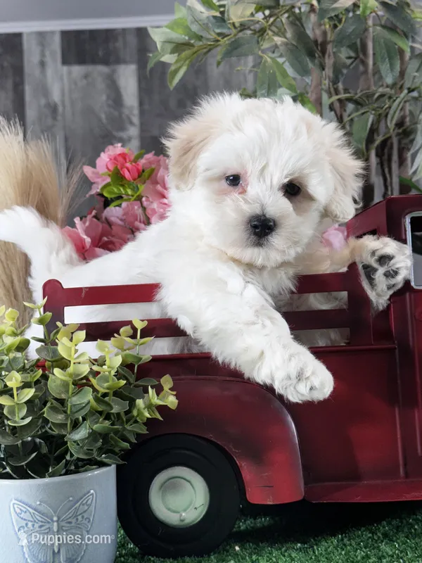 Christy – Coton de Tulear puppy for sale in Seneca Falls, NY