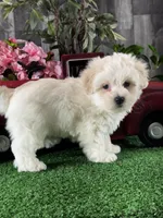 Christy, a female Coton de Tulear for sale in Seneca Falls, NY – Photo 2 of 4