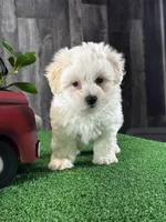 Christy, a female Coton de Tulear for sale in Seneca Falls, NY – Photo 4 of 4