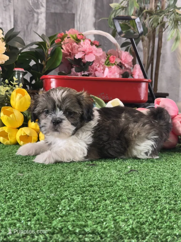 Sydney  – Shih Tzu puppy for sale in Seneca Falls, NY