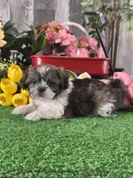 Sydney , a male Shih Tzu for sale in Seneca Falls, NY – 1 of 5