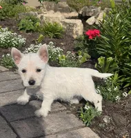 Wren, a female West Highland White Terrier for sale in Seneca Falls, NY – 3 of 5