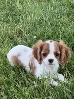 Giggles , a female Cavalier King Charles Spaniel for sale in Seneca Falls, NY – 3 of 5
