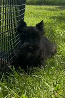 Kiki, a female Miniature Schnauzer for sale in Seneca Falls, NY – 3 of 9