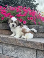 Skylar, a male Shih Tzu for sale in Seneca Falls, NY – 5 of 5