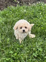 Belle, a female Bichpoo for sale in Seneca Falls, NY – 4 of 5