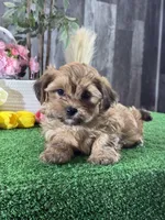 Alex, a male Maltipoo for sale in Seneca Falls, NY – 2 of 5