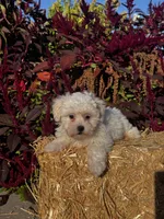 Cinnamon , a female Coton de Tulear for sale in Seneca Falls, NY – 1 of 6