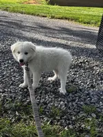 Greta purple collar, a female Great Pyrenees for sale in Seneca Falls, NY – 2 of 5