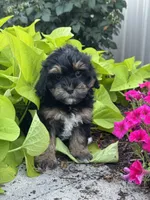 Amelia, a female Lhasapoo for sale in Seneca Falls, NY – 3 of 3
