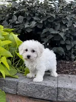 Bonnie , a female Bichon Frise for sale in Seneca Falls, NY – 7 of 7