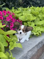 Rudy , a male Papillon for sale in Seneca Falls, NY – 4 of 5
