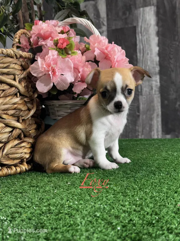 Foxy  – Chihuahua puppy for sale in Seneca Falls, NY