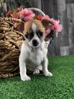 Foxy , a female Chihuahua for sale in Seneca Falls, NY – Photo 2 of 2
