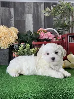 Howie, a male Havanese for sale in Seneca Falls, NY – 5 of 5
