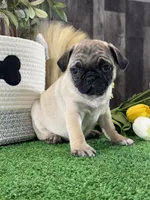 Princess , a female Pug for sale in Seneca Falls, NY – 5 of 5