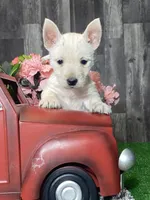 processed/b2119197-3f9a-4f63-9280-386020e49502/listing/5a611338-931c-4a2e-9aaa-6c261dd261d3/21f8db42-db2f-4663-a103-7b6c4760dabc