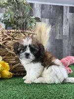 Starla, a female Shih Tzu for sale in Seneca Falls, NY – 4 of 5