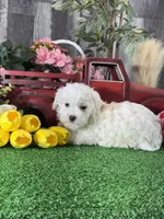 Howie, a male Havanese for sale in Seneca Falls, NY – 4 of 5