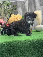 Pablo, a male Yorkipoo for sale in Seneca Falls, NY – Photo 3 of 3