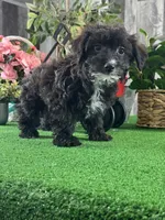 Pablo, a male Yorkipoo for sale in Seneca Falls, NY – Photo 2 of 3