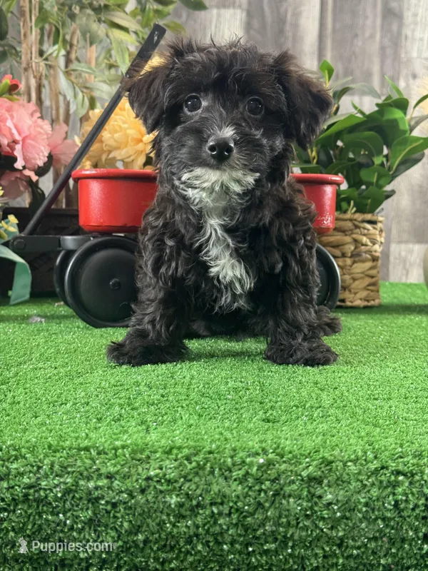 Pablo – Yorkipoo puppy for sale in Seneca Falls, NY