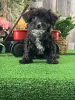Pablo, a male Yorkipoo for sale in Seneca Falls, NY – Photo 1 of 3