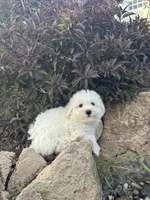 Betsy, a female Bichon Frise for sale in Seneca Falls, NY – 4 of 5