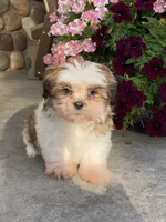 Sandy, a female Shih Tzu for sale in Seneca Falls, NY – Photo 1 of 5