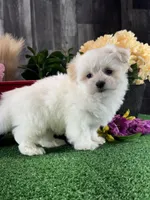 Lenny, a male Lhasa Apso and Coton de Tulear for sale in Seneca Falls, NY – Photo 4 of 6