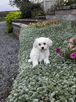 Jimmy , a male Shih Tzu and Poodle - Toy  for sale in Seneca Falls, NY – 3 of 7