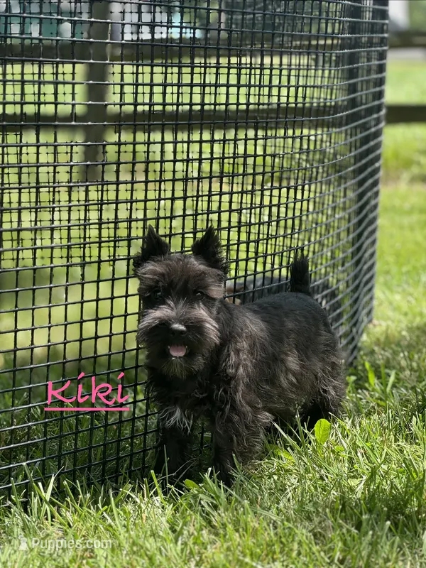 Kiki – Miniature Schnauzer puppy for sale in Seneca Falls, NY